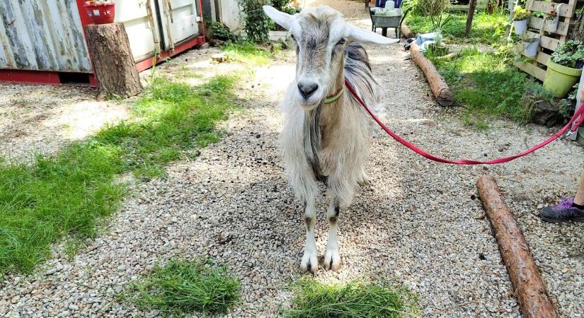 Állati Eb: Fritz, a kecske olasz győzelemre számít