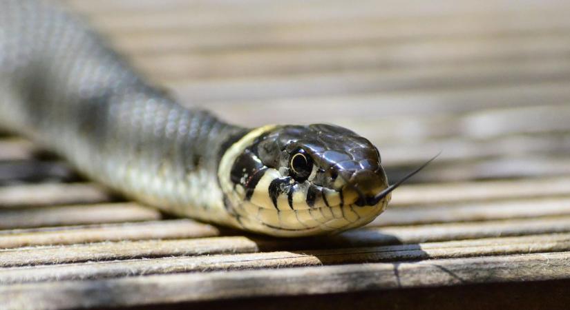 Siklókat sokfelé látni, méretes, nem mérges kígyókat észlelnek Nógrád-szerte