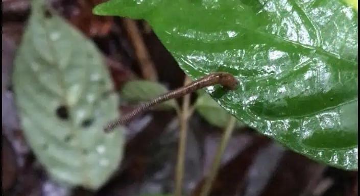 Madagaszkár esőerdőinek mélyén olyan piócafaj lakik, amivel nem szívesen találkoznánk