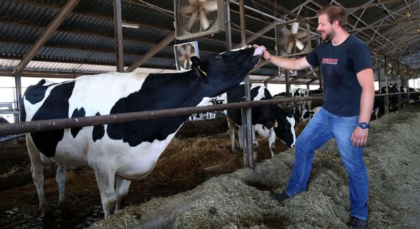 Hőségriadó: hűtik a teheneket, hogy eleget tejeljenek