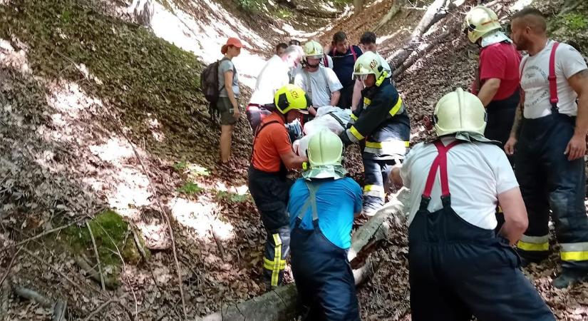 Baleset az osztálykiránduláson - Darázs csípett meg egy gyereket, a tűzoltók hordágyon hozták ki a velemi erdőből - fotók