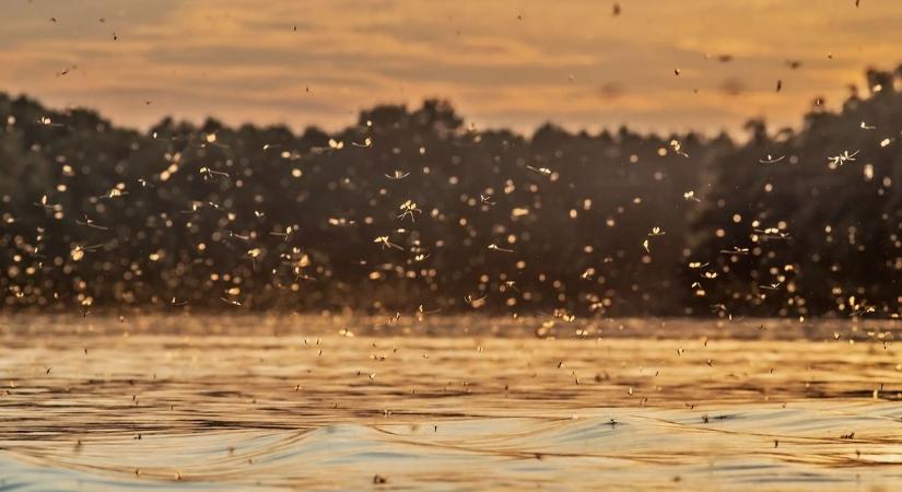 Először áradt, aztán elvirágzott a Tisza