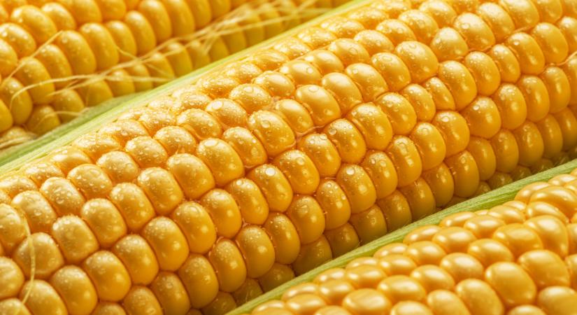 Heti fókusz: Felértékelődött a piacon a toxin-mentes kukorica. Létkérdés a védekezés!
