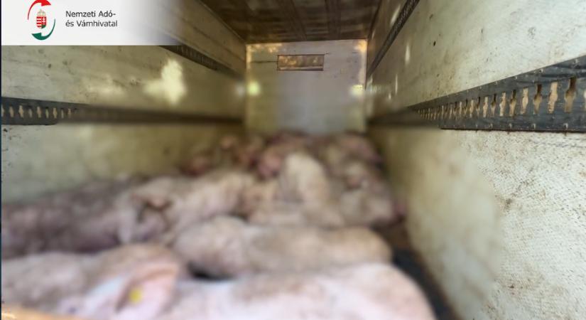 Harminc malacot zsúfoltak be egy furgonba Békés megyében – videóval