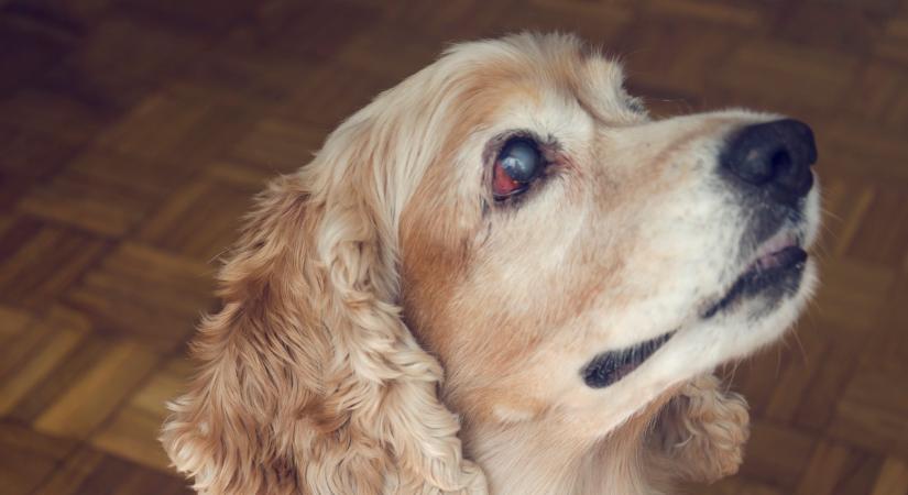 Egy vak kutya is lehet boldog? Így élhet teljes életet