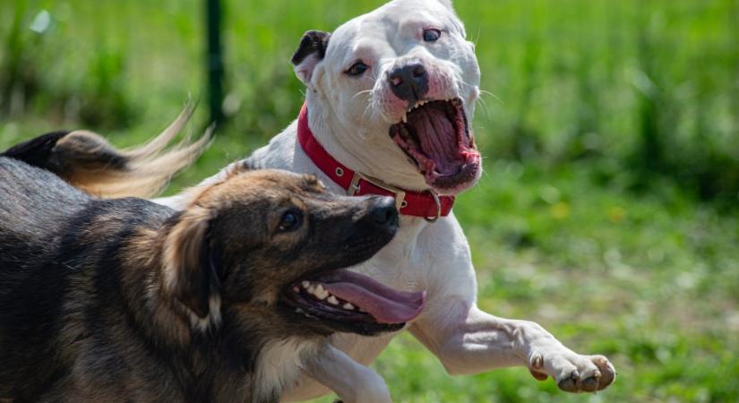 Felismerhetetlenségig szétmarcangolt öt staffordshire terrier jellegű kutya egy férfit