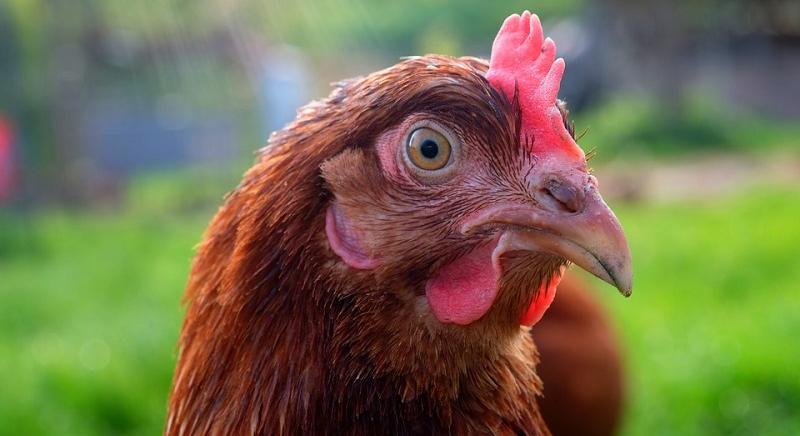 Április vége óta nem volt új madárinfluenza-fertőzés, megszűnt a baromfik kötelező zártan tartása
