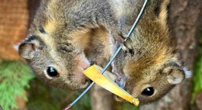 Kínai csíkos mókusok csemegéznek a Gyöngyösi Állatkertben