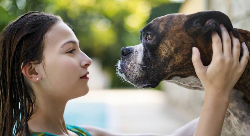8 családi kutyafajta, ami imádja az embereket: itt akár örökbe is fogadhatod őket