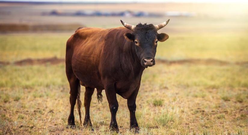 12 mázsás bika taposta halálra Józsi bácsit: vágóhídra küldték a gyilkos szarvasmarhát