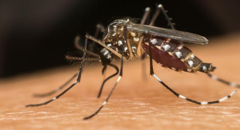 Biológiailag lebomló csapdákat vetnek be a malária és a denbue-láz ellen