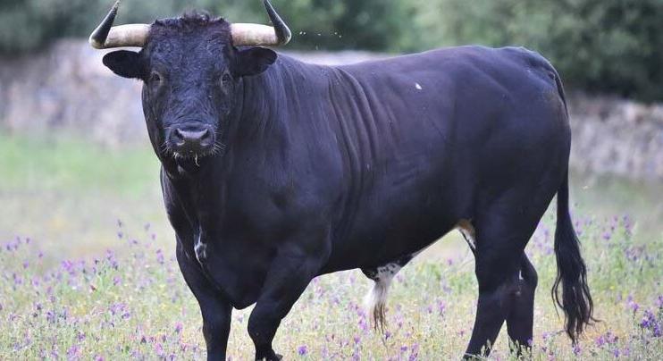 „Hiába volt ott Józsi bácsinál a vasvilla, nem tudta megvédeni magát – egy megvadult, 12 mázsás bika végzett a 76 éves bácsival a nógrádi tanyán