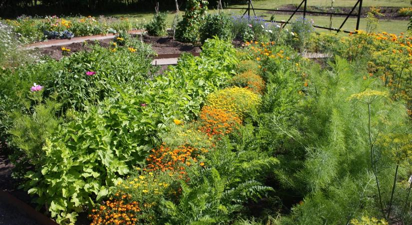 Öngyógyító veteményes: permetezés nélkül is leszámolhatsz a kerti kártevőkkel