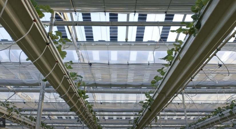 Dupla haszon a napelemes rendszer az üvegházakon