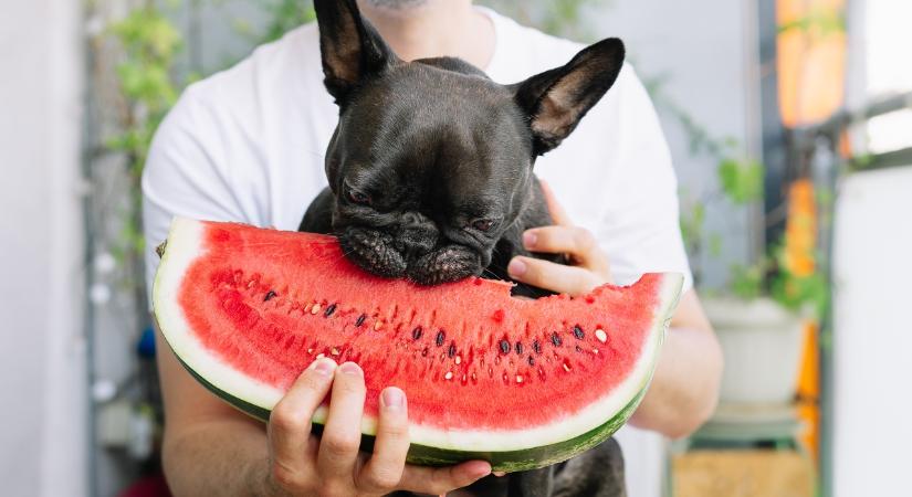 A görögdinnye a kutyák számára is lehet hűsítő, nyári csemege?