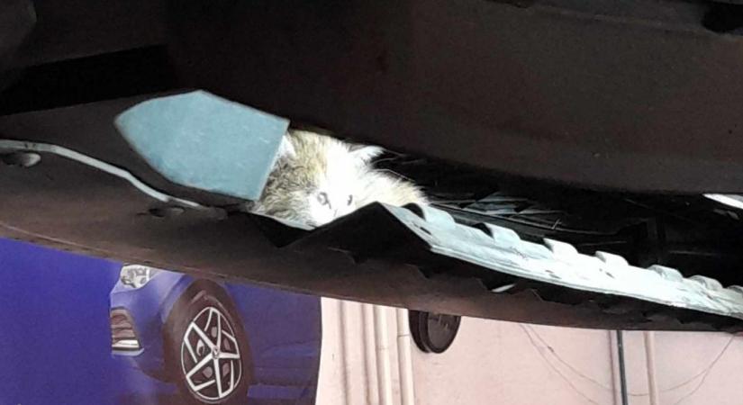 Nyávogott az autó, közös összefogással mentettek cicát Győrben