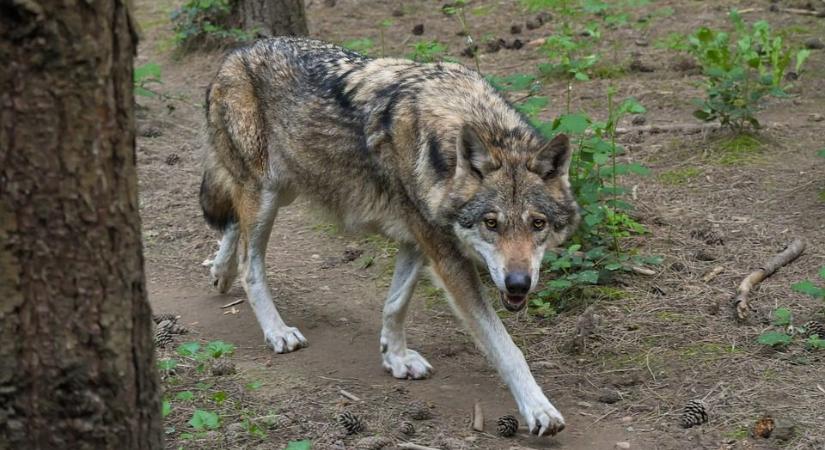 Veszélyes farkas kószál Nógrádban
