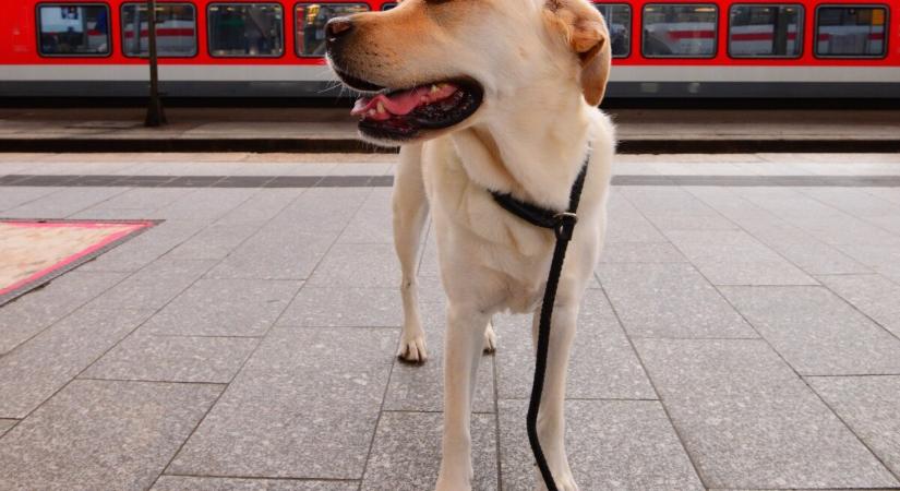 Zárt doboz nélkül, szájkosárral és pórázzal is lehet kutyákat vinni a balatoni vonatokon