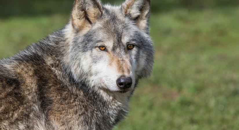 Farkas jár Nógrád vármegyében? Videóban figyelmeztetnek
