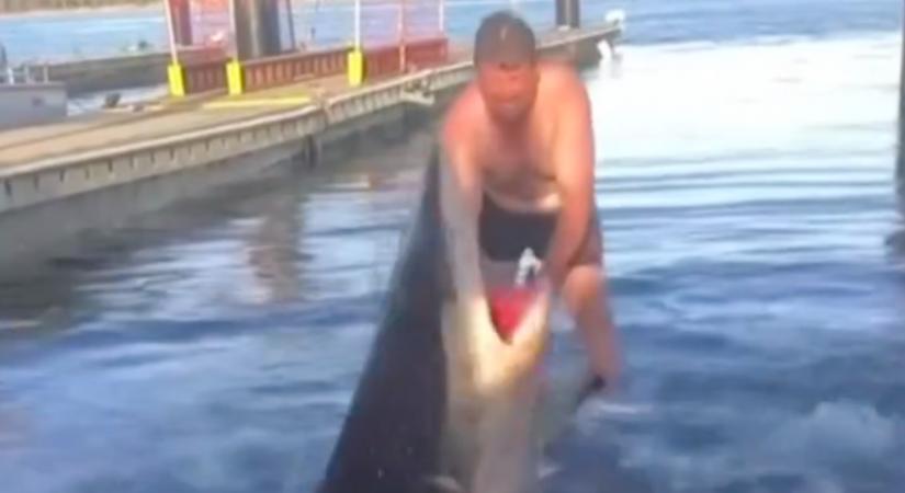 Amikor meglátta a férfi, mi van a cápa szájában, azonnal a vízbe vetette magát az állathoz - Videó