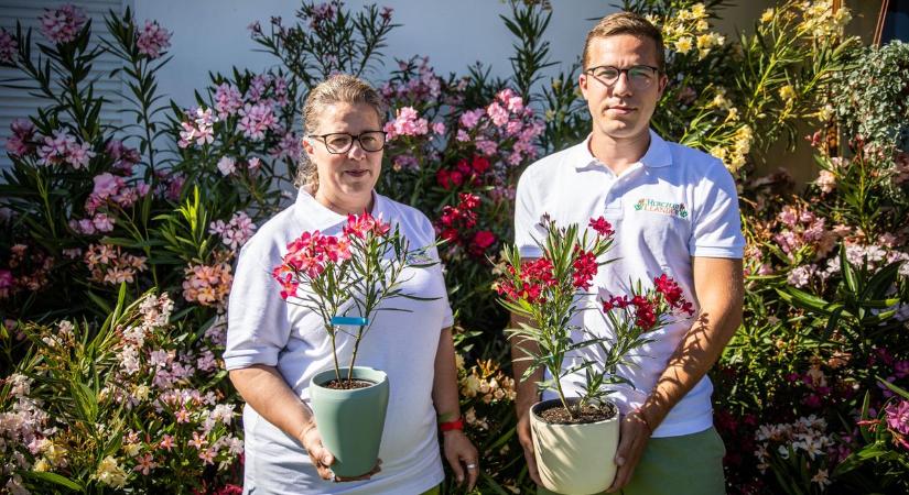 Leander: 220 fajta pompázik a békéscsabai udvaron