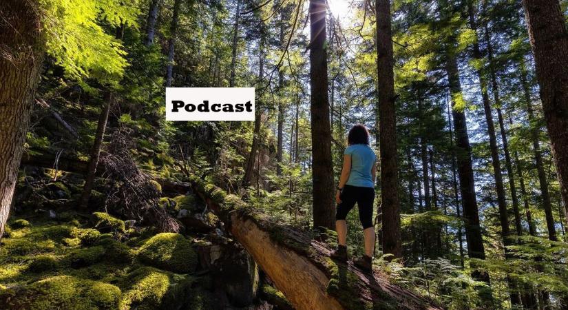 Az erdőgazdálkodás is belépett a nyári diákmunka-lehetőségek közé – podcast