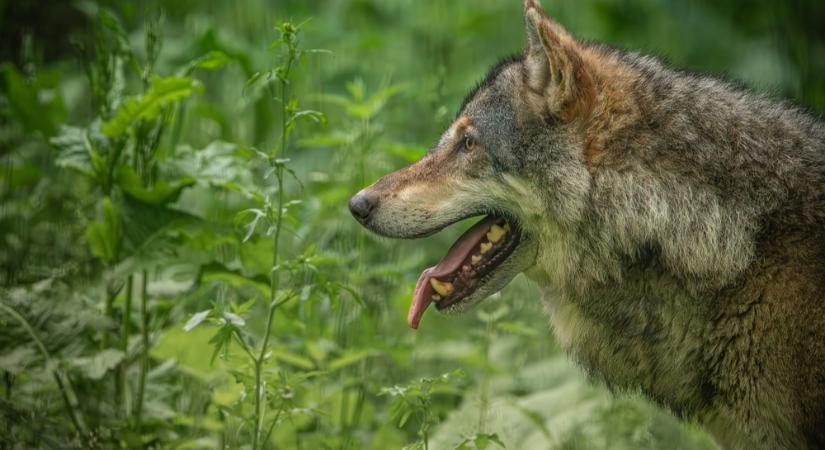 Farkas garázdálkodik a galyatetői erdőben – semmitől sem fél