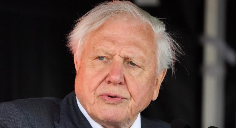 Károly király hivatalos portréja után David Attenborough-t is lefestette egy brit művész