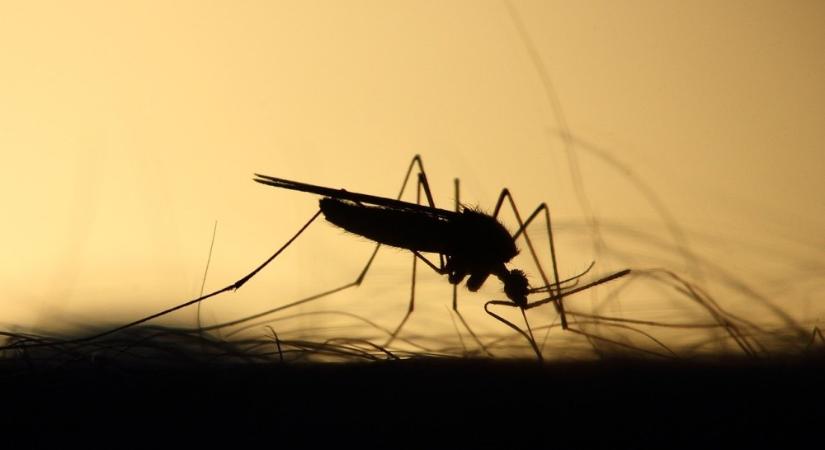 Szakember: az árhullám miatt lett sok a szúnyog