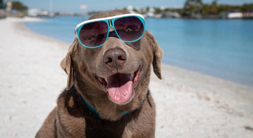 Ezeken a strandokon szívesen látják a kutyákat is