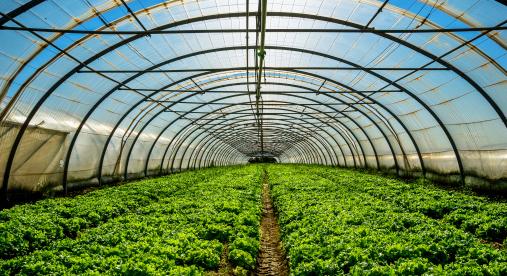 Új pályázati felhívás: 50 milliárd forint támogatás kertészeti növényházak és hűtőházak fejlesztésére
