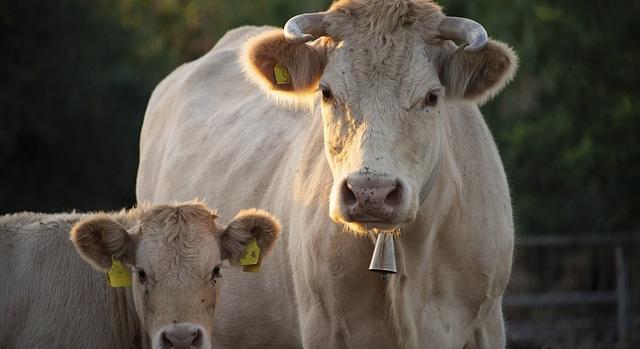 Módosult az Állatjóléti támogatás a húshasznú szarvasmarha ágazatban pályázati felhívás