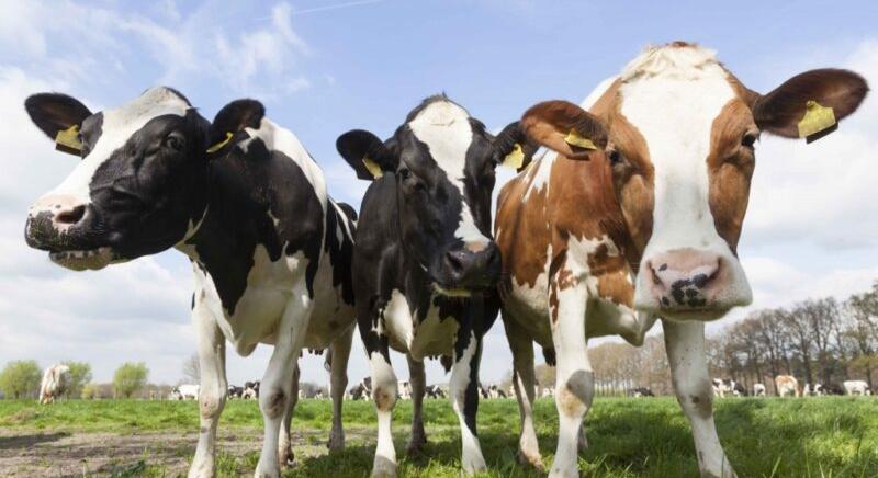 Elképesztő döntés: adót kell majd fizetni a tehenek után?