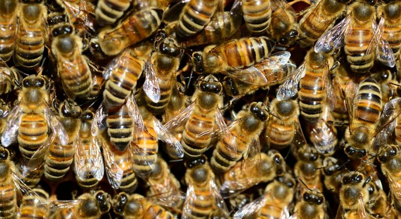 Durva meglepetés ért egy családot, 180 ezer méh bukkant elő az álmennyezet alól – videó