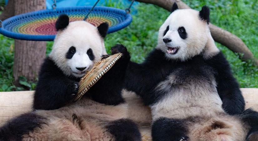 Hszi betartotta ígéretét: úton van két panda Amerikába