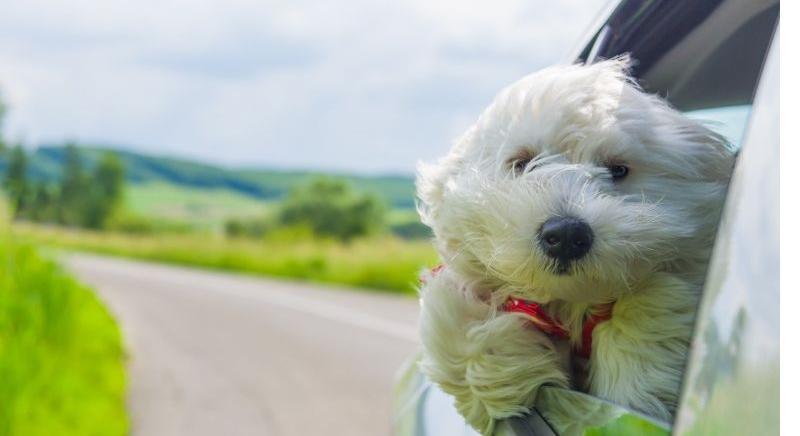Utazás kutyával: Tippek a stresszmentes autózáshoz, hogy ne legyen rémálom a nyaralás