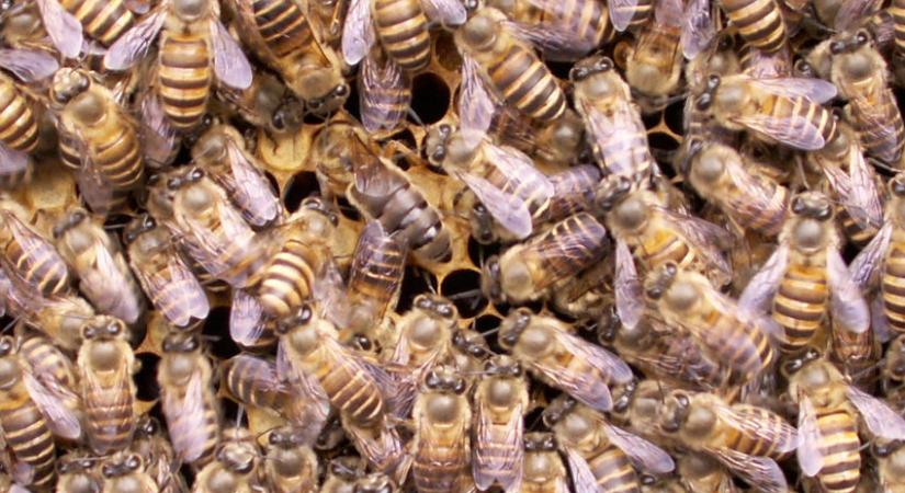 Az indiai méhek bűzös, állati széklettel tartják távol a darazsakat
