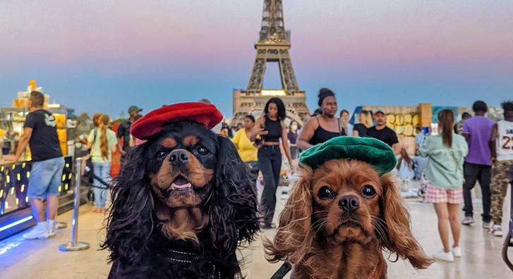 Imádják a netezők a világutazó kutyákat, már több mint 20 országban jártak