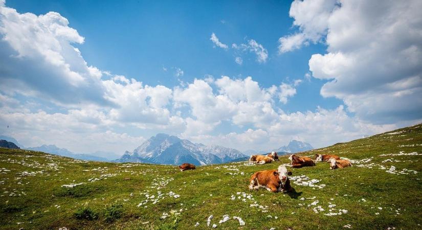 A családja szeme láttára gyilkolt meg egy nőt egy tehéncsorda az Alpokban