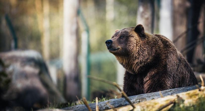 Veszélyes medvék és farkasok lepték el az erdőt: ezt tedd, ha találkozol velük!