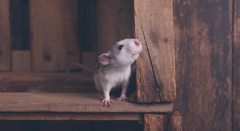 Patkánydarabokat találtak a kenyérben, vizsgálatot indítottak Japánban