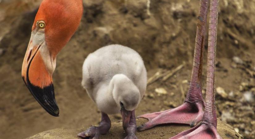 Ennél a videónál ma már biztosan nem látsz cukibbat: így tanul fél lábon állni egy bébi flamingó