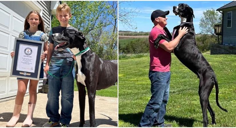Röviddel a Guinness-rekord után átkelt a szivárványhídon Kevin, a Világ Legnagyobb Kutyája