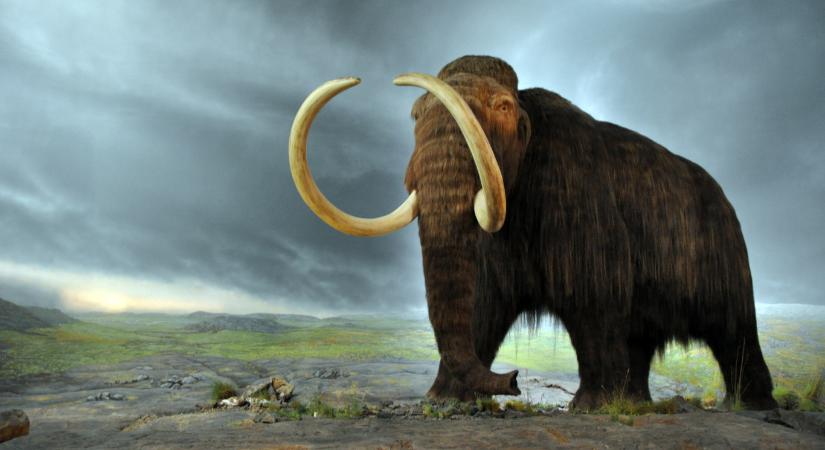 Hatezer évvel élték túl szárazföldi társaikat, majd eltűntek a Wrangel-szigetek mamutjai, de nem a genetikájuk miatt