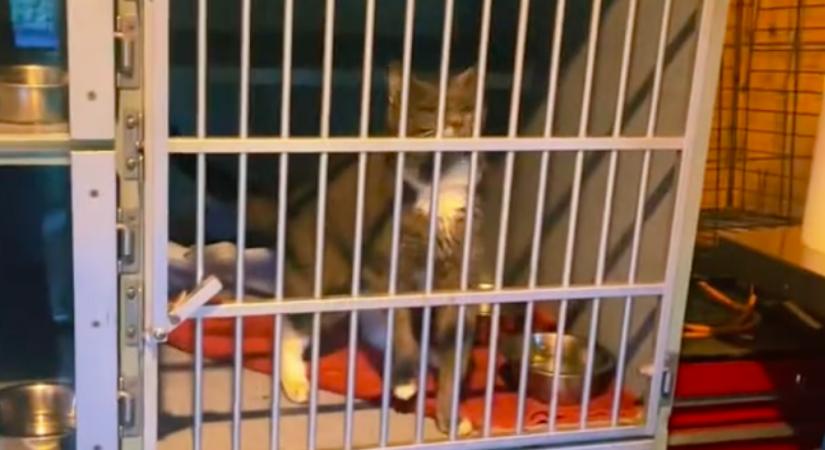 A macskaketreceket ellenőrizte a gondozó: megdöbbent, mit talált benne - Videó