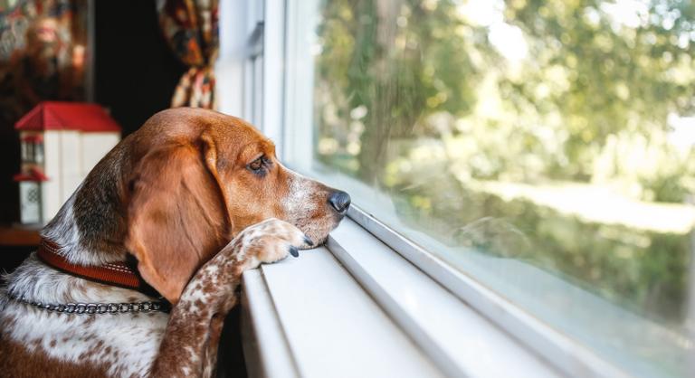 A kutyák az illatok intenzitása alapján is érzékelik az idő múlását