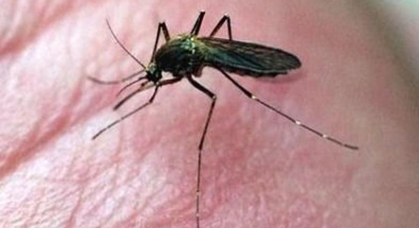 Földi szúnyoggyérítés kezdődik Gárdonyban