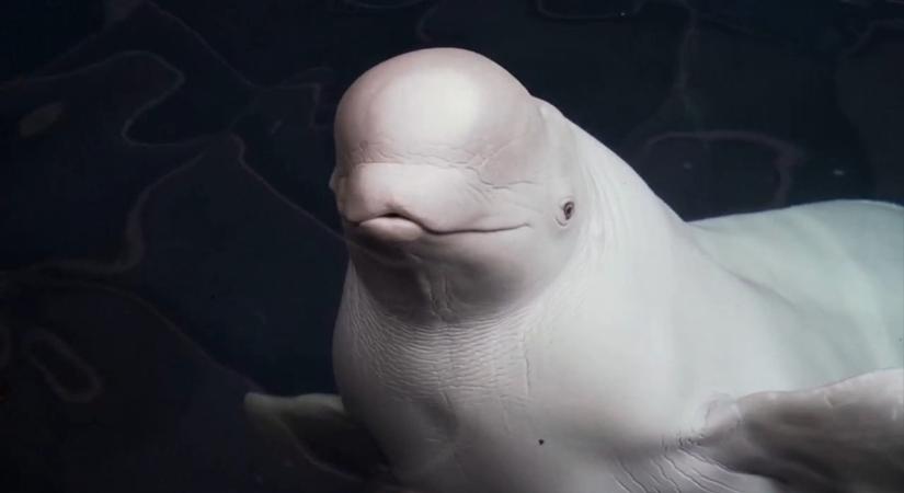 Új otthonra leltek az Ukrajnából kimentett fehér bálnák