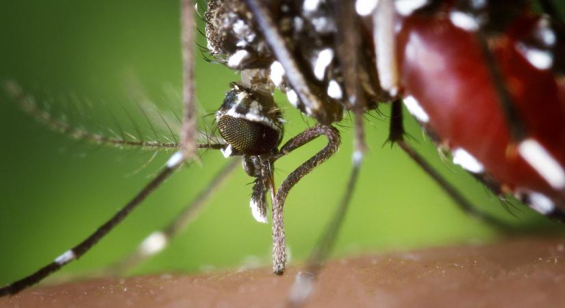 Az EU engedélyezte a chikungunya-láz elleni oltóanyag, az Ixchiq alkalmazását