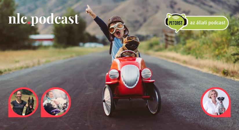 Petcast. Az állati podcast: Hogyan utazz a kutyával/cicával autóban?